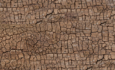 Cracked wooden background with wood worm holes