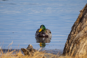 mallard drake on the water