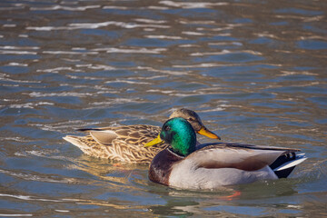 mallard drake and hen duck on the water