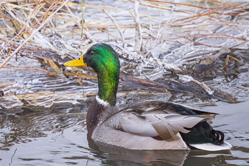 mallard drake on the water