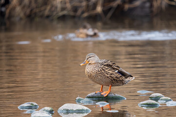 mallard hen on the water