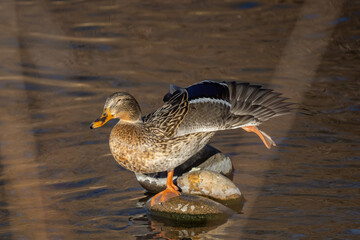 mallard hen on the water