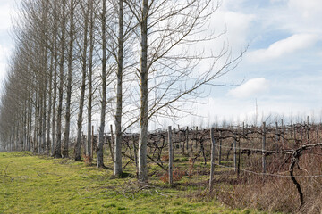 Wind break of trees in a winter English vineyard