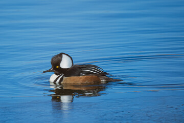 hooded merganser duck on the water