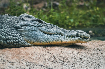 crocodile in the zoo