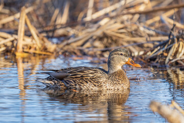 mallard hen on the water