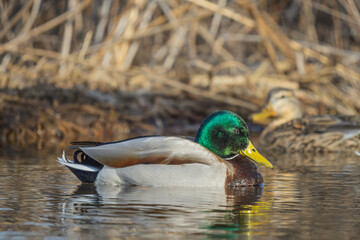 mallard drake on the water