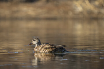 gadwall duck on the water