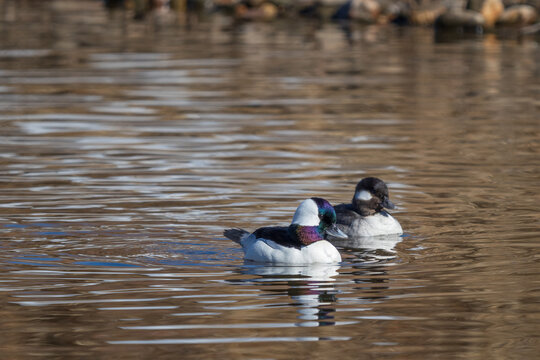pair of bufflehead ducks on the water