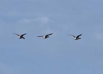 Bernache Cravant gesse in flight