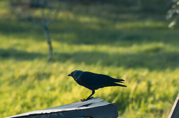 crow on a grass