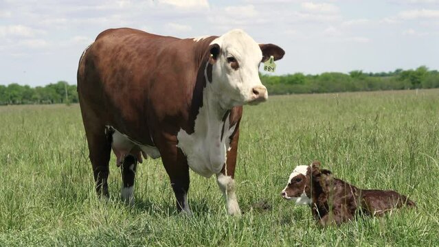 Bradford cow stands by her young calf