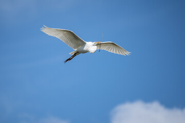 Great Egret Against a Blue Sky Background.