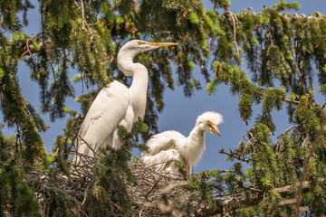 Two Great Egrets in Nest