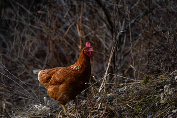 Cinnamon Queen Chicken in early Spring. Free range chicken. Facing the right. 