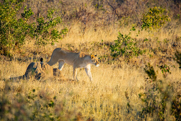 lion hunting in the savannah, Hwange National Park, Zimbabwe Africa