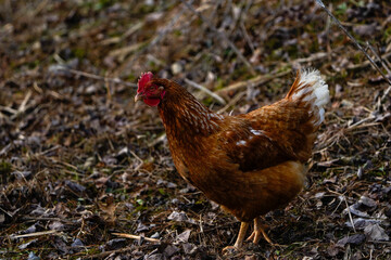 Cinnamon Queen Chicken in early Spring. Free range chicken, facing to the left.