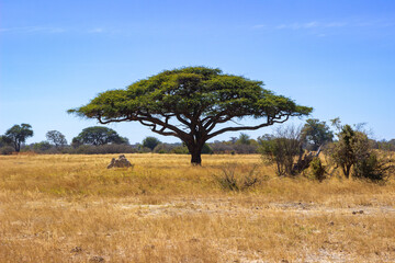 Acacia tree in the African savannah, Hwange National Park, Zimbabwe Africa - obrazy, fototapety, plakaty