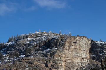 Fototapeta na wymiar pine tree in the mountains in winter