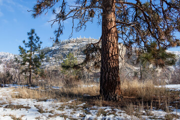 Ponderosa Pine tree on a winter day in the  mountains