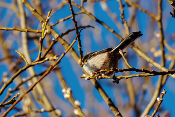 long-tailed tit between twigs