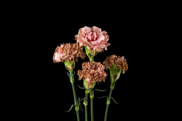withered carnation flower on black background