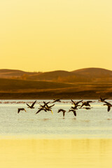 Migrating geese at a small lake during sunset. 