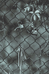 Monotone image of lovers locks on a chain link fence. 