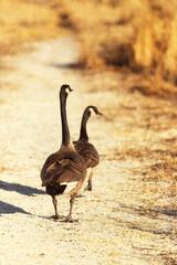 A pair of Canada geese walking down a dirt path.
