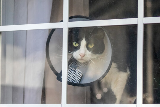 Cat Looking Out Window Wearing Cone For Health