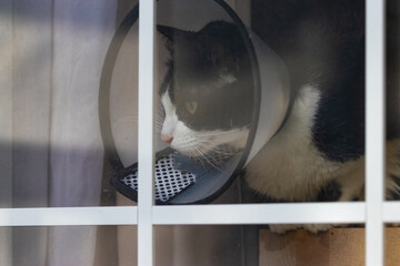 small cat looking out window wearing cone for health reasons