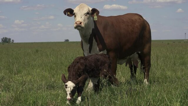 Mother Cow & Calf