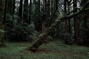 Muir Woods