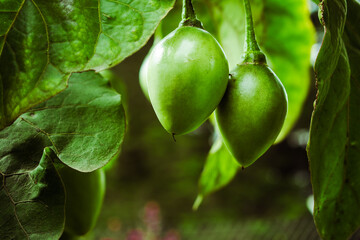 Organic green tamarillo or tree tomato a exotic latin american fruit that grows on the Andes mountains. Spring time and freshness concept.