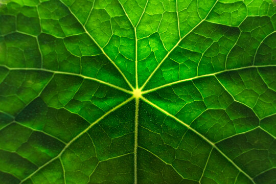 Fresh green leaf veins texture close up. Growth and ecological concept for earth day and springtime.