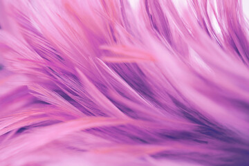 Pink chicken feathers abstract texture for background. blurred blur