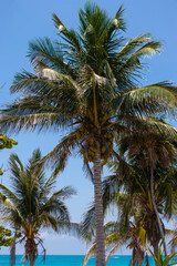 Fototapeta na wymiar Coconut palm trees at Tulum Beach, Riviera Maya, Mexico