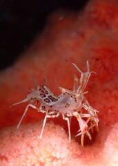 Spiny tiger shrimp is a small colorful creature
Phyllognathia ceratophthalmus