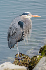 Great Blue Heron standing on the edge of the water on rocks