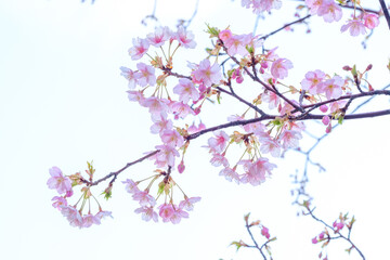 Obraz na płótnie Canvas 春の兆しが見える早春、河津桜がいち早く咲き始める。透き通るようなピンクの花びらが美しい。