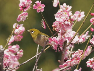 梅の枝に停まるメジロ
