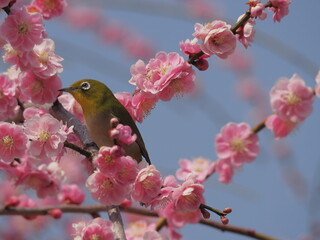 梅の枝に停まるメジロ