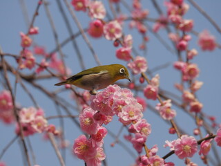 梅の枝に停まるメジロ