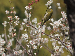 梅の枝に停まるメジロ