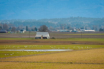 Trumpeter Swans Feeding on Post-Harvest Crops in Farmland Before the Big Migratory Flyaway.  The Skagit Valley supports the largest concentration of wintering Trumpeter Swans in North America. 