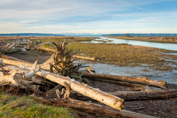 Fir Island Farm Game Reserve in the Skagit Wildlife Area. With over 200 acres of estuary in this protected zone, this birding habitat is intended to protect many animals passing through over winter. 