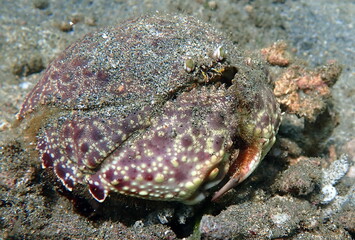 Costa Rica Pacific sea life