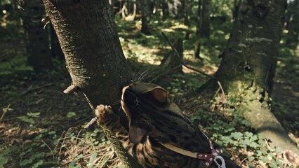 One cat in a city park. Bengal wildcat walk on the forest in collar. Asian Jungle Cat or Swamp or Reed. Domesticated leopard cat hiding, hunting and playing in grass. Domestic cat in outdoor nature.