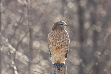 Hawk sunbathing on a fence post