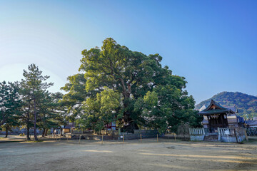 Obraz premium 広大なお寺の境内で見たクスノキの巨木のある情景＠香川